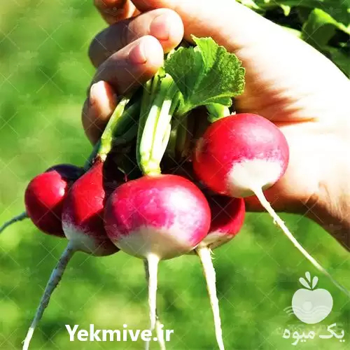 فروش بذر تربچه ساتبرگ در تهران در گروه خرید و فروش انواع بذر در یکمیوه -عکس1