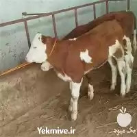 فروش گوساله نر ماده پرواری در گروه گاو و گوسفند و میش و بز کهره گوساله در یکمیوه