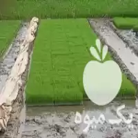 قیمت خرید تیم آماده نشا در گروه خرید و فروش نشا در یکمیوه