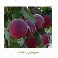 فروش نهال هلو فرانسوی در گروه خرید و فروش نهال در یکمیوه