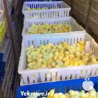 فروش عمده جوجه گوشتی کنسلی در تهران در گروه مرغ و خروس و بوقلمون و اردک قو قاز در یکمیوه