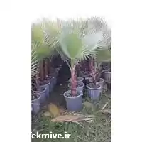 نهال غیر مثمر پالم واشنگتنی دو در گرگان در گروه خرید و فروش نهال در یکمیوه