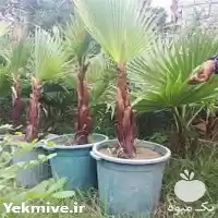 نهال تضمینی پالم و فونیکس در گرگان در گروه خرید و فروش نهال در یکمیوه