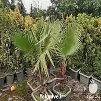 تولید نهال فضای سبز پالم فنیکس در گرگان در گروه خرید و فروش نهال در یکمیوه