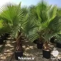 نهال فضای سبز پالم واشنگتنی در گروه خرید و فروش نهال در یکمیوه