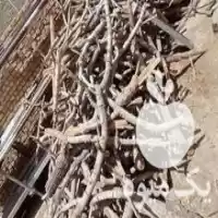 قیمت خرید چوب پسته خشک خشک در یزد در گروه خرید و فروش انواع چوب در یکمیوه