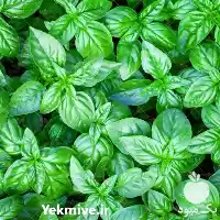 فروش بذر سبزی ریحان در تهران در گروه خرید و فروش بذر سبزی در یکمیوه