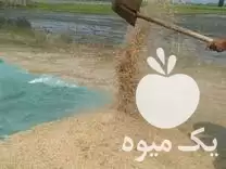 قیمت خرید بذر برنج بهنام کشت در ساری در گروه خرید و فروش بذر برنج در یکمیوه -عکس1
