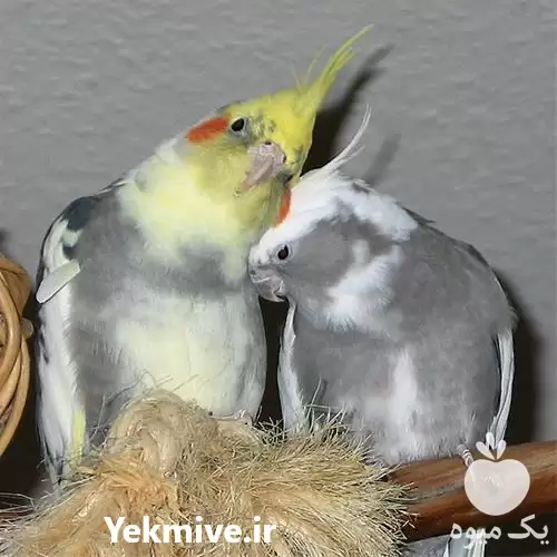 قیمت خرید تخم نطفه دار انواع در گرگان در گروه انواع تخم ها در یکمیوه -عکس1