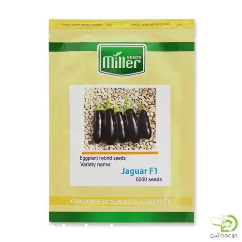 قیمت خرید بذر بادمجان قلمی جگوار در تهران در گروه خرید و فروش بذر بادمجان در یکمیوه -عکس1