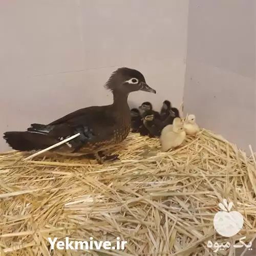 فروش تخم نطفه دار اردک در گروه انواع تخم ها در یکمیوه -عکس1