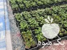 فروش نهال پاپایا و میوه پاپایا در جهرم در گروه خرید و فروش نهال پاپایا در یکمیوه -عکس1