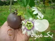 قیمت خرید پشن فروت ارغوانی میوه در گتاب در گروه خرید و فروش میوه استوایی در یکمیوه -عکس1