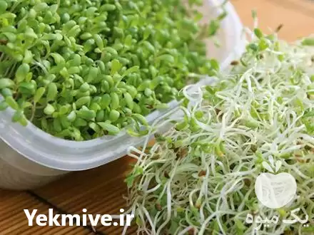 قیمت خرید تولید صنعتی انواع جوانه در اصفهان در گروه خوراک دام و طیور در یکمیوه -عکس1