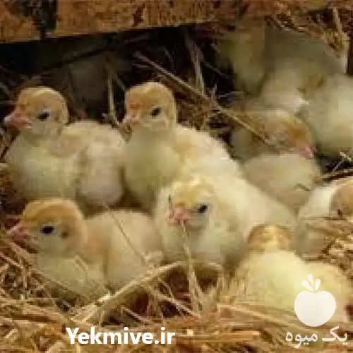 فروش خرید بوقلمون زنده با نازل در گروه مرغ و خروس و بوقلمون و اردک قو قاز در یکمیوه -عکس1