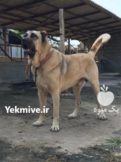 سگ سرابی بالغ سگ در کرج در البرز در گروه سگ و گربه در یکمیوه -عکس1