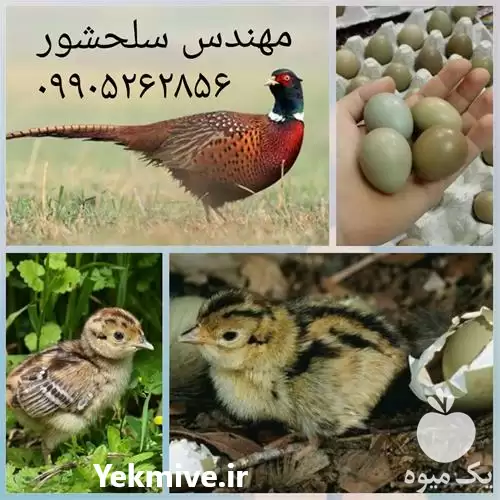 قیمت خرید تخم قرقاول در تهران در گروه انواع تخم ها در یکمیوه -عکس1