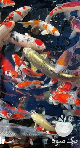 قیمت خرید تکثیر ماهی کوی در گروه خرید و فروش ماهی کوی در یکمیوه -عکس1