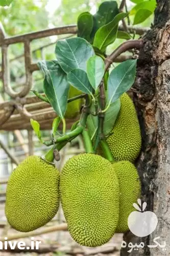 نهال خاص و کمیاب نهال کمیاب در ساری در گروه خرید و فروش نهال در یکمیوه -عکس1