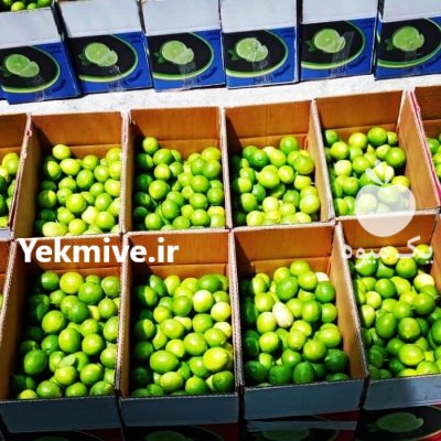 لیمو ترش محلی جنوب در گروه خرید و فروش لیمو ترش در یکمیوه -عکس2
