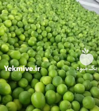 لیمو ترش محلی جنوب در گروه خرید و فروش لیمو ترش در یکمیوه -عکس4