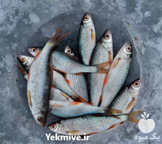 پرورش ماهی فروش ماهی در ارومیه در گروه خرید و فروش انواع ماهی در یکمیوه -عکس1