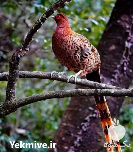 فروش جوجه قرقاول در نژادهای مختلف در گروه مرغ و خروس و بوقلمون و اردک قو قاز در یکمیوه -عکس1