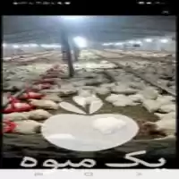 فروش کود مرغی گوشتی خالص بارگیری در دزفول در گروه خرید و فروش کود مرغی در یکمیوه