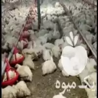 خرید فروش کود مرغی رفیعی منش در دزفول در گروه خرید و فروش کود مرغی در یکمیوه