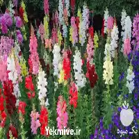 قیمت و خرید بذر گل میمون در تهران در گروه خرید و فروش بذر گل در یکمیوه