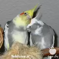 قیمت خرید تخم نطفه دار انواع در گرگان در گروه انواع تخم ها در یکمیوه