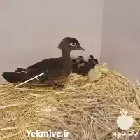 فروش تخم نطفه دار اردک در گروه انواع تخم ها در یکمیوه
