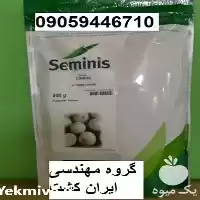 بذر پیاز سایروس در کرمان  در گروه خرید و فروش بذر پیاز در یکمیوه