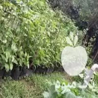 قیمت خرید نهال میوه استوایی پشن در نشتارود در گروه خرید و فروش نهال میوه در یکمیوه