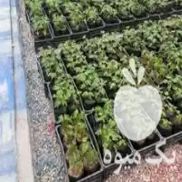 فروش نهال پاپایا و میوه پاپایا در جهرم در گروه خرید و فروش نهال پاپایا در یکمیوه