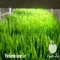 فروش تولید جوانه خوراکی و علوفه در گروه خرید و فروش دستگاه علوفه در یکمیوه