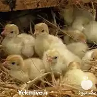 فروش خرید بوقلمون زنده با نازل در گروه مرغ و خروس و بوقلمون و اردک قو قاز در یکمیوه