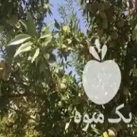 پیوند انواع درخت در تاکستان در گروه خدمات پیوند درخت در یکمیوه