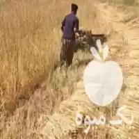 درو کردن گندم در گروه خدمات کمباین زمین در یکمیوه