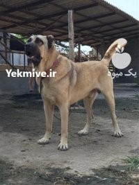 سگ سرابی بالغ سگ در کرج در البرز در گروه سگ و گربه در یکمیوه