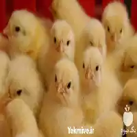قیمت خرید جوجه یک روزه گوشتی در اصفهان در گروه مرغ و خروس و بوقلمون و اردک قو قاز در یکمیوه