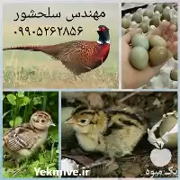 قیمت خرید تخم قرقاول در تهران در گروه انواع تخم ها در یکمیوه