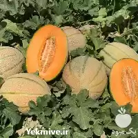 بذر خربزه جانا فروش در گروه خرید و فروش بذر خربزه در یکمیوه