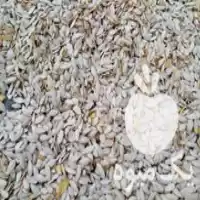 قیمت خرید تخمه کدو مشهدی در آزادشهر در گروه خرید و فروش انواع تخمه در یکمیوه