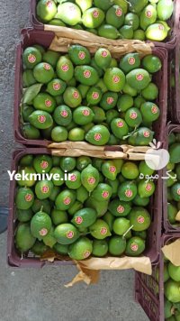 لیمو ترش محلی جنوب در گروه خرید و فروش لیمو ترش در یکمیوه