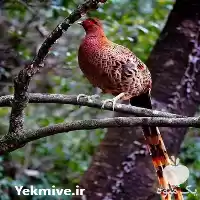 فروش جوجه قرقاول در نژادهای مختلف در گروه مرغ و خروس و بوقلمون و اردک قو قاز در یکمیوه