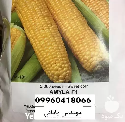 فروش بذر ذرت شیرین آمیلا در شیراز در گروه خرید و فروش بذر ذرت در یکمیوه -عکس1