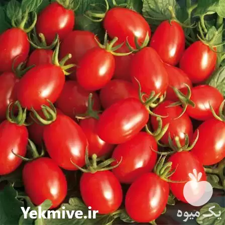 قیمت خرید بذر گوجه باسیمو در مشهد در گروه خرید و فروش بذر گوجه در یکمیوه -عکس1