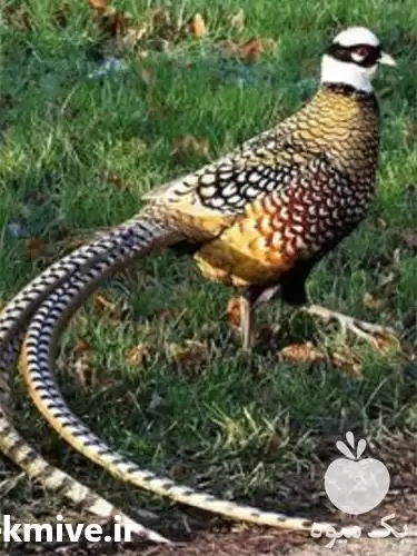 قیمت خرید قرقاول سیلور در ساری در گروه خرید و فروش انواع پرنده در یکمیوه -عکس1