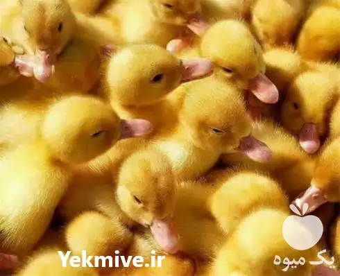 فروش فوری جوجه اردک یک روزه در رشت در گروه مرغ و خروس و بوقلمون و اردک قو قاز در یکمیوه -عکس1